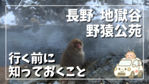 長野県の地獄谷野猿公苑で温泉に入る野猿の様子｜冬の名物スポットと行く前に知っておきたい注意点